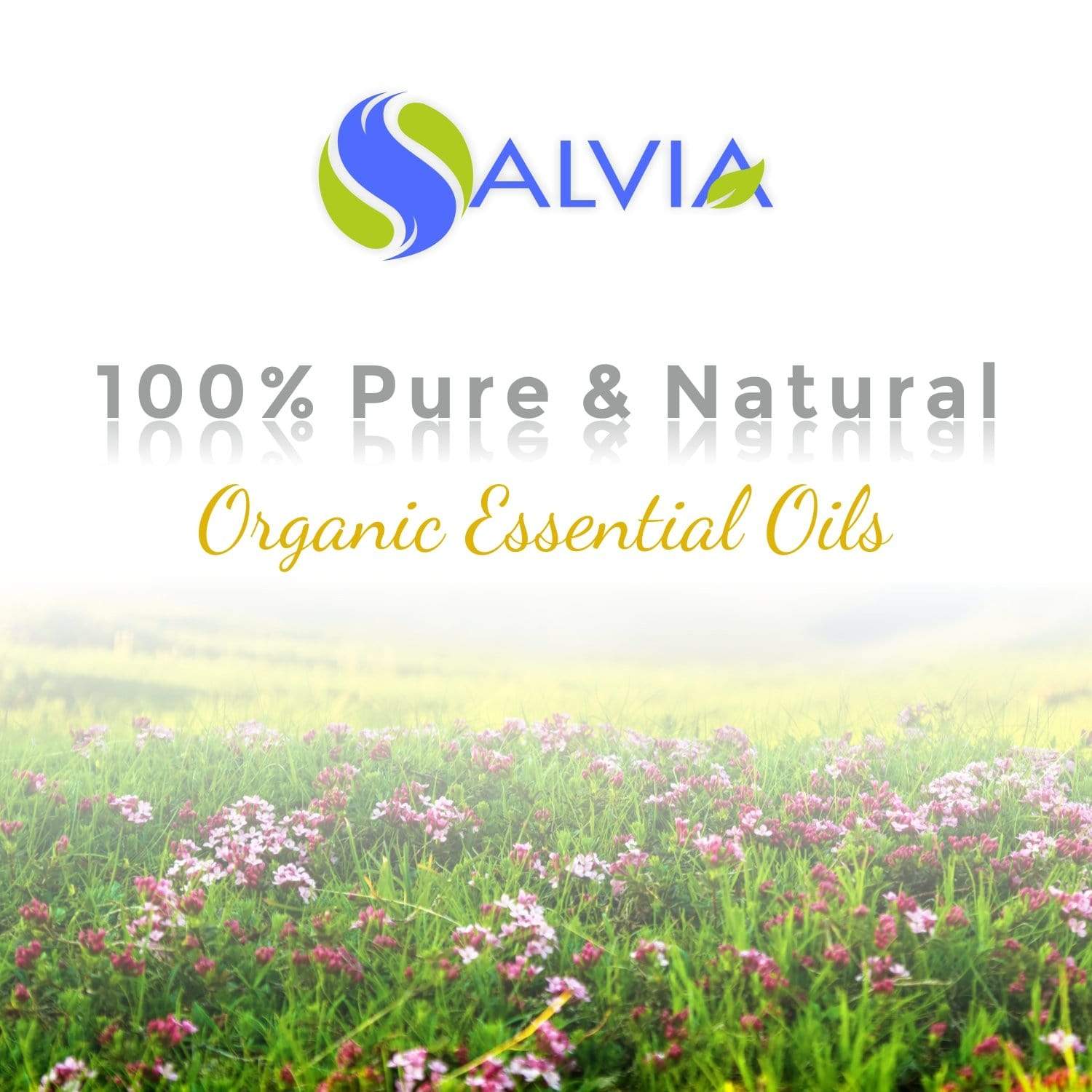 Salvia Organic Essential Oils Organic Sage Essential Oil