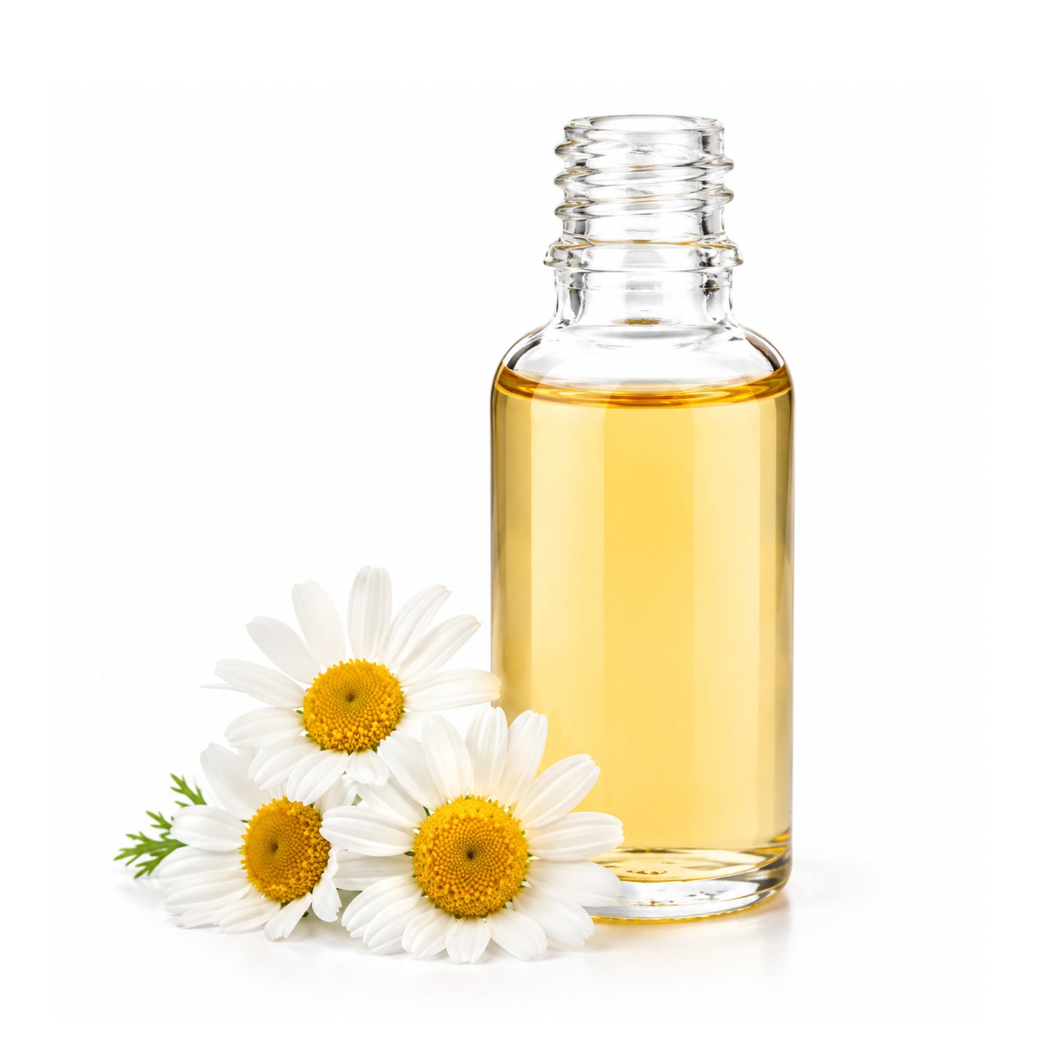 Daisy Flower Herbal Liquid Extract