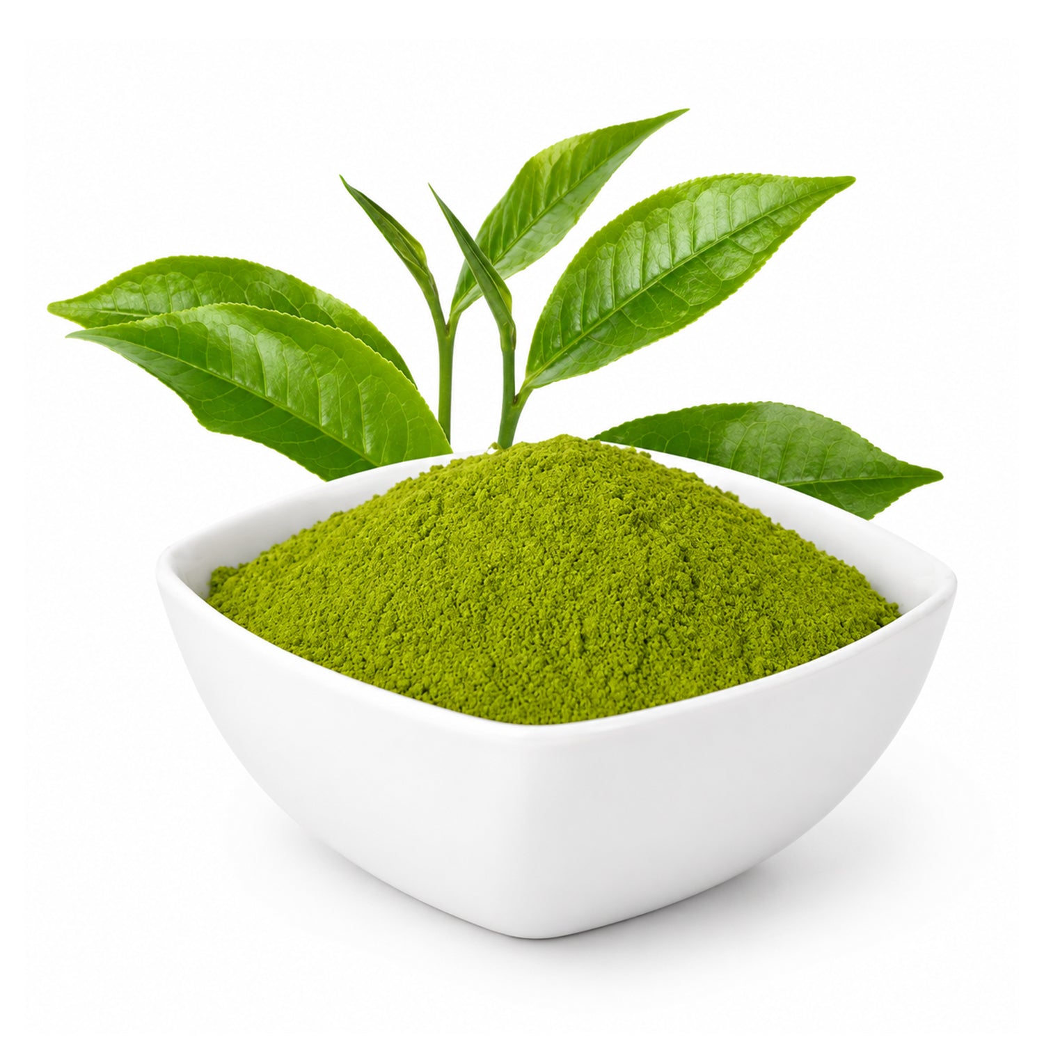 Green Tea Dry Extract