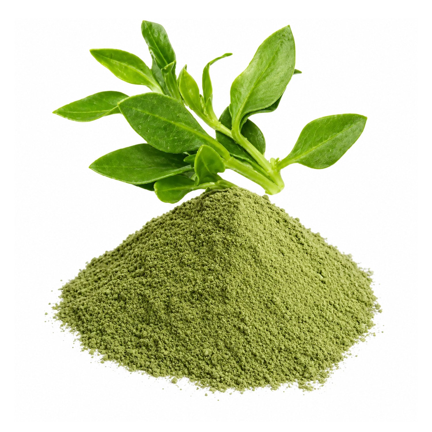 Kalmegh Dry Extract