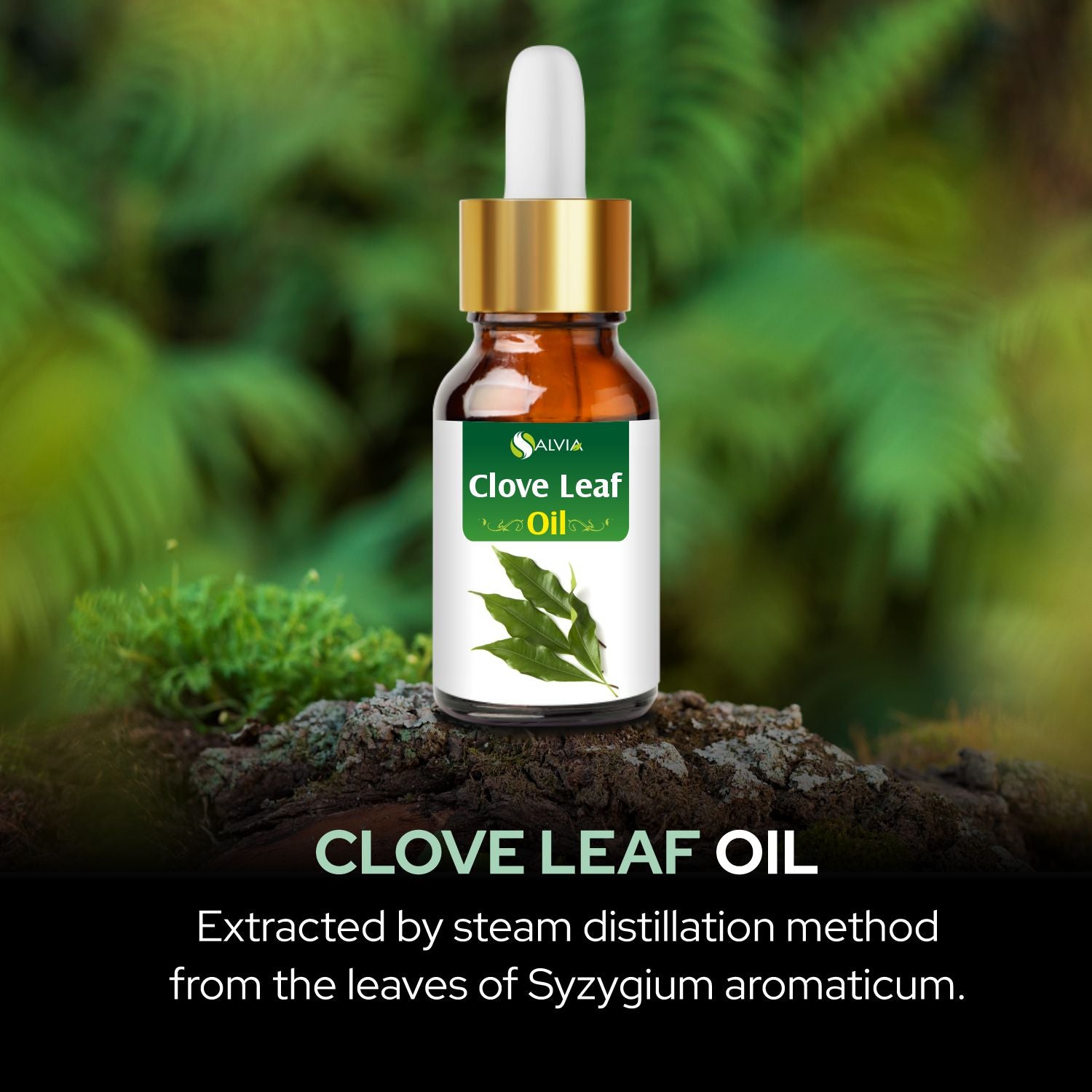 Salvia Natural Essential Oils Clove leaf Oil