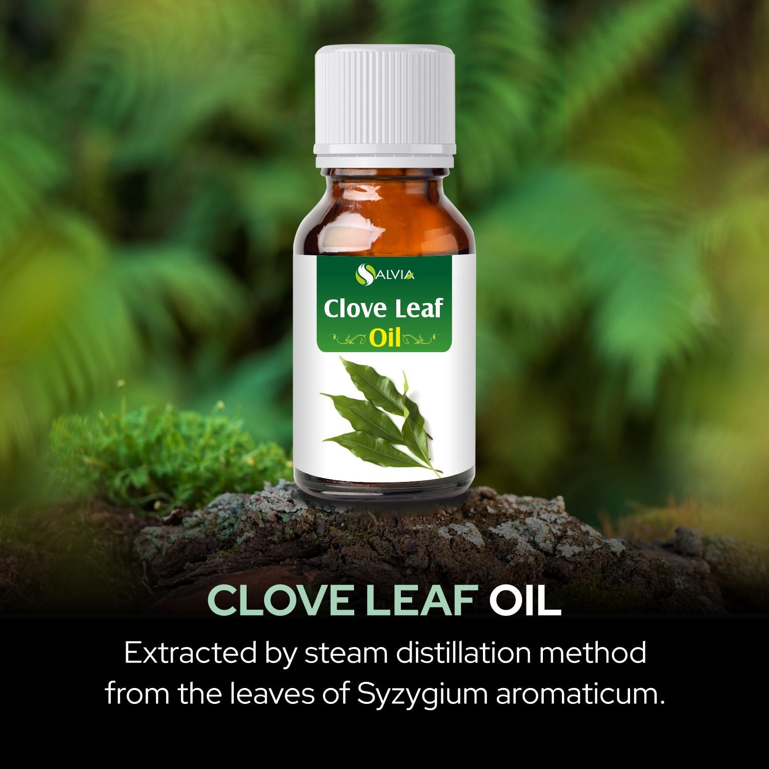 Salvia Natural Essential Oils Clove leaf Oil