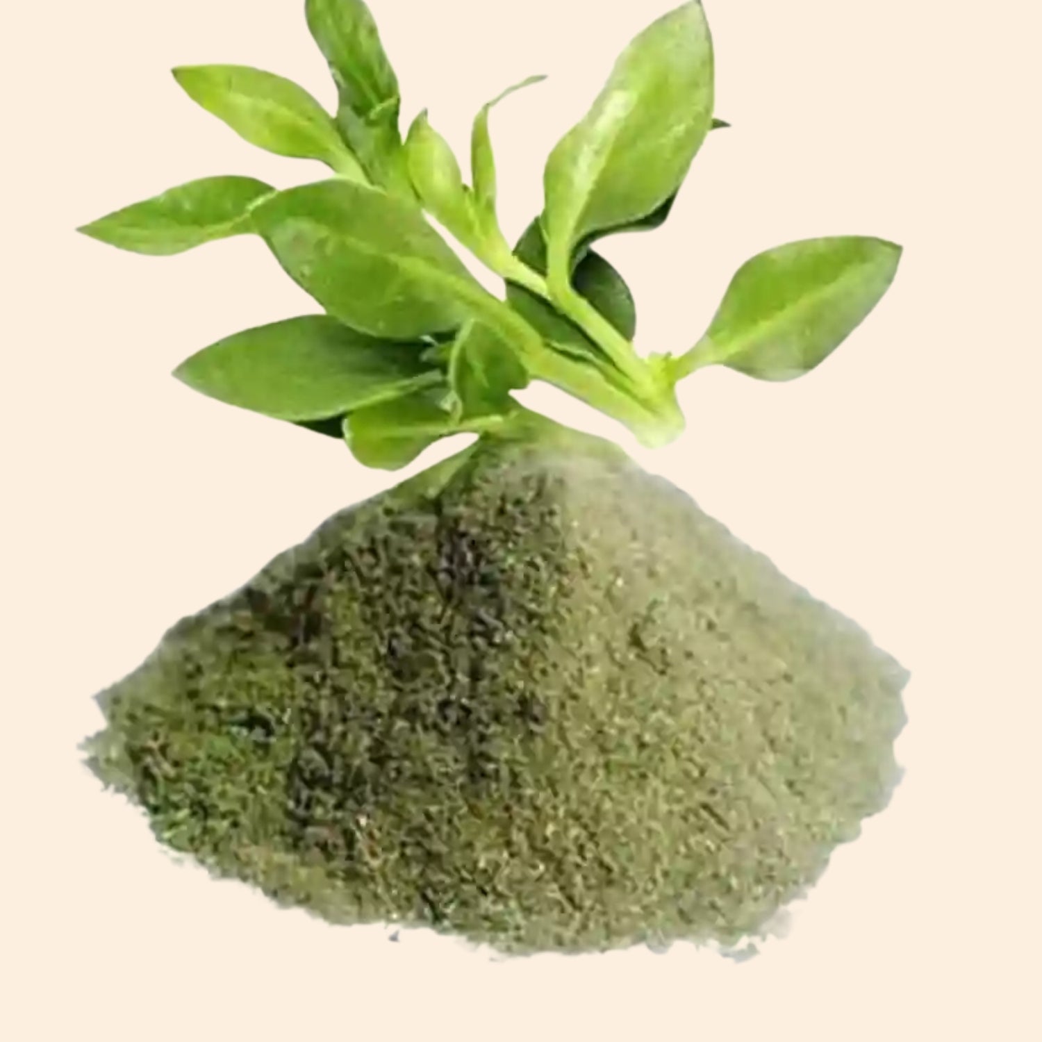 Shoprythm Dry Extracts Kalmegh Dry Extract