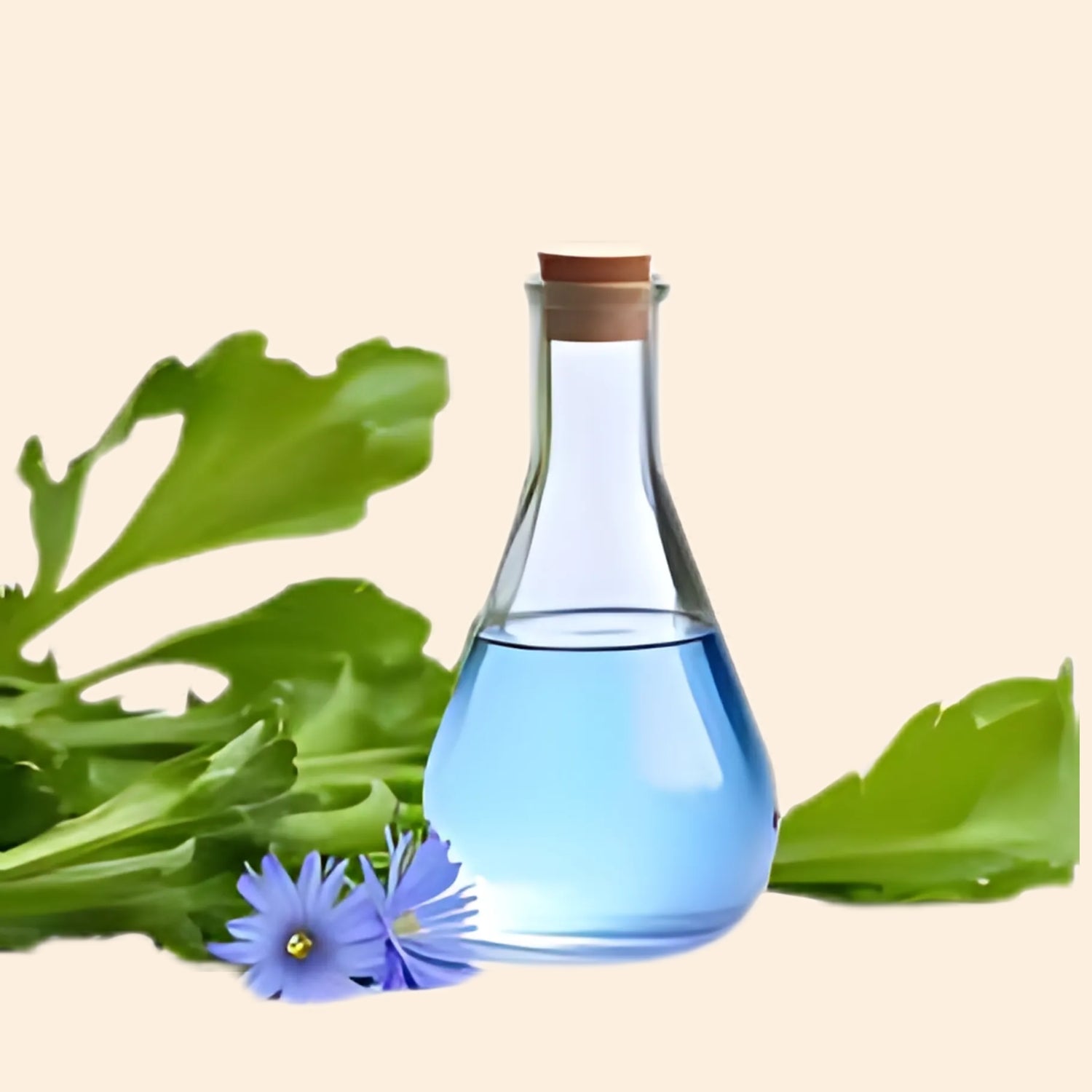 Shoprythm Herbal Liquid Extract Chicory Herbal Liquid Extract