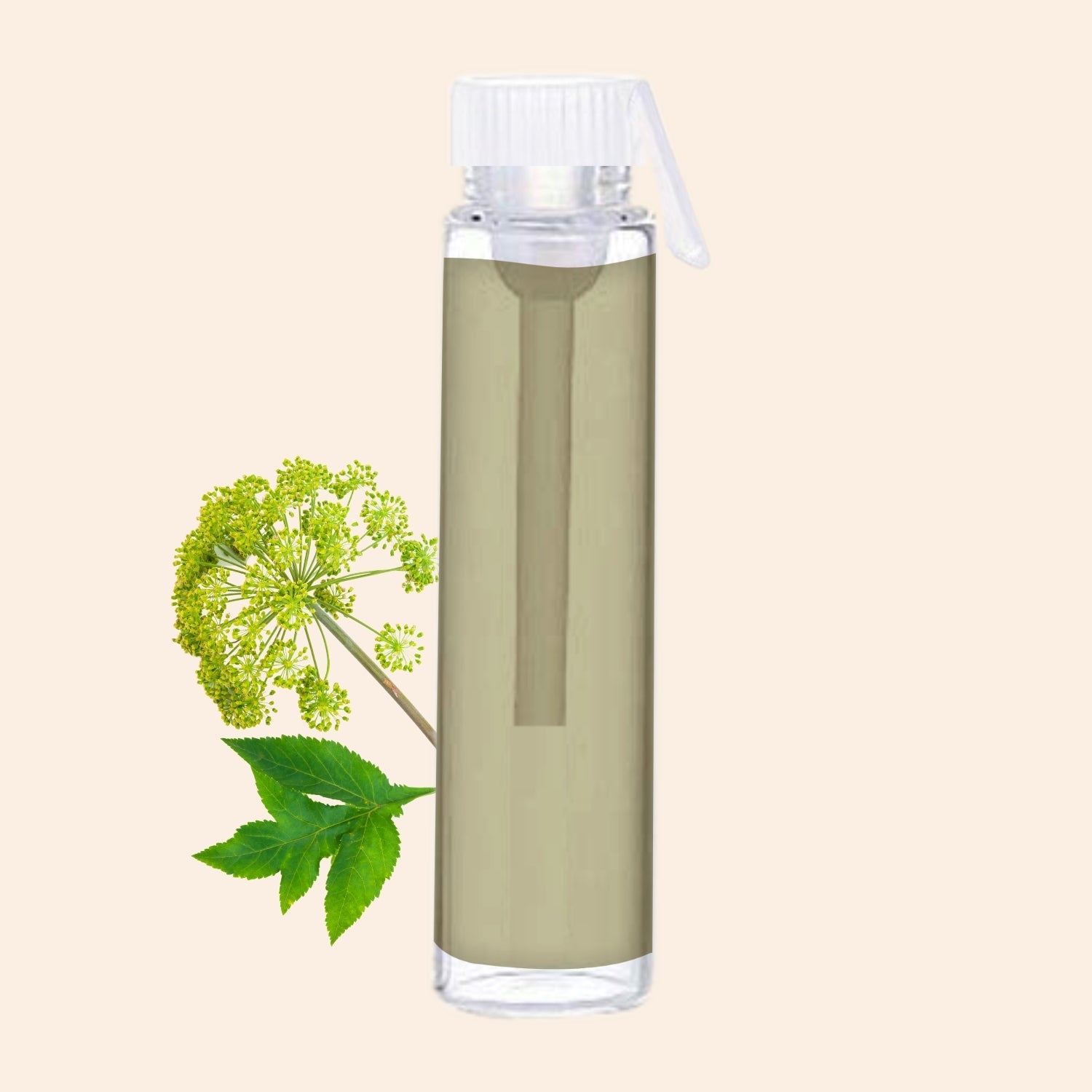 shoprythmindia Free Samples Angelica Oil