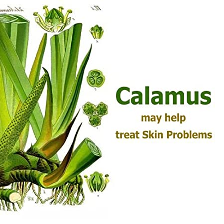 Salvia Natural Essential Oils Calamus Essential Oil