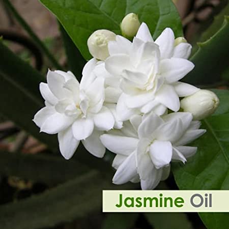 Salvia Natural Essential Oils Pure Jasmine Essential Oil
